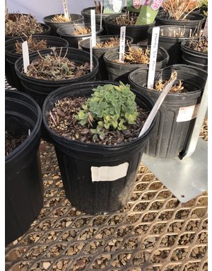 Catmint, Nepeta 'Junior Walker' 1G