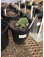 Catmint, Nepeta 'Junior Walker' 1G