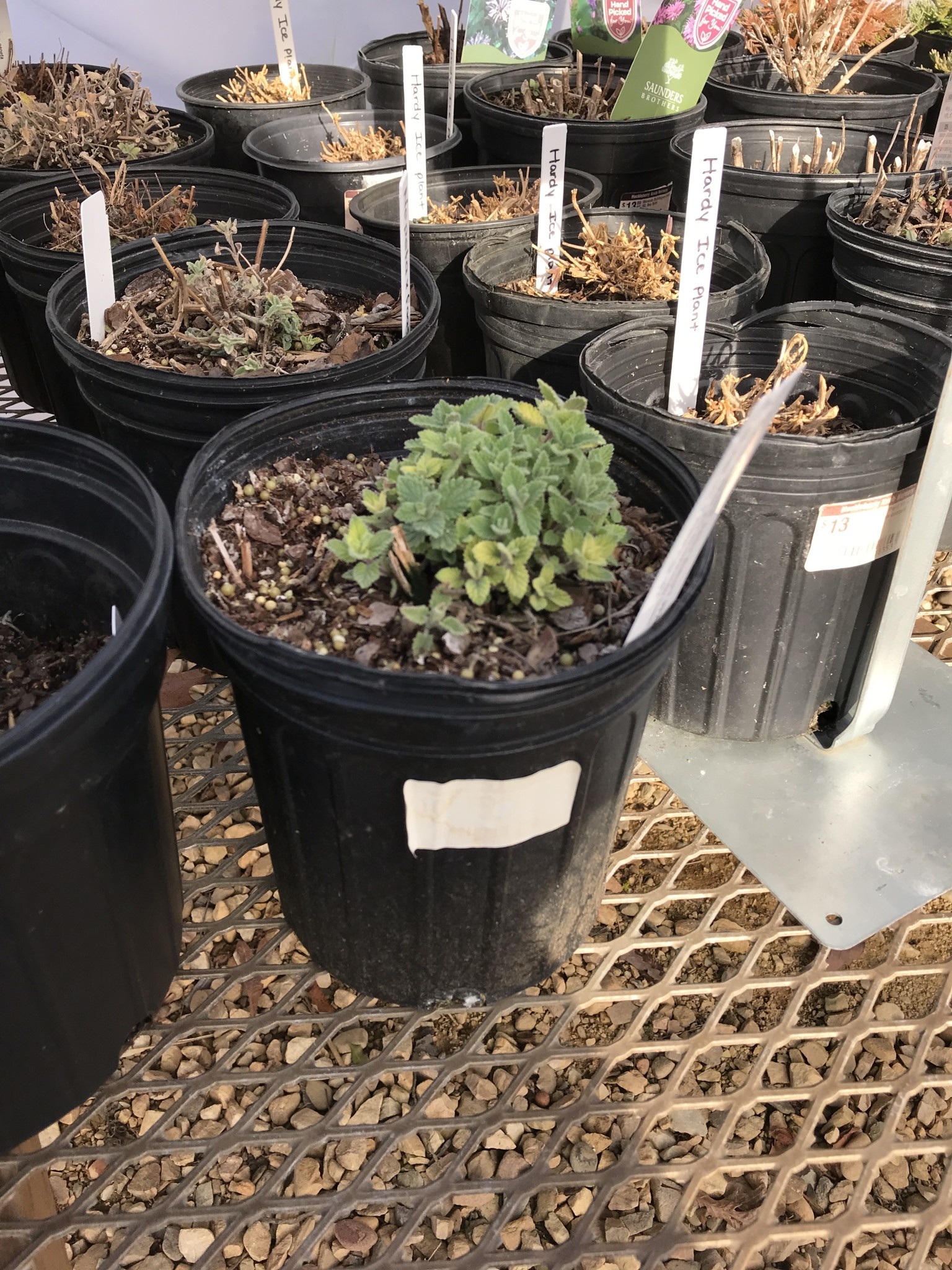 Catmint, Nepeta 'Junior Walker' 1G