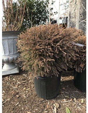 Arborvitae, Thuja occidentalis 'Bobozam' Mr. Bowling Ball® 3G