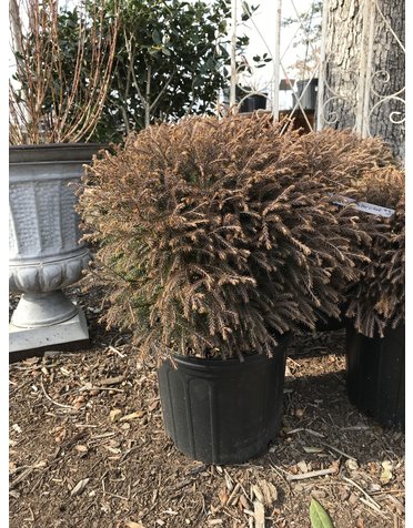Arborvitae, Thuja occidentalis 'Bobozam' Mr. Bowling Ball® 3G