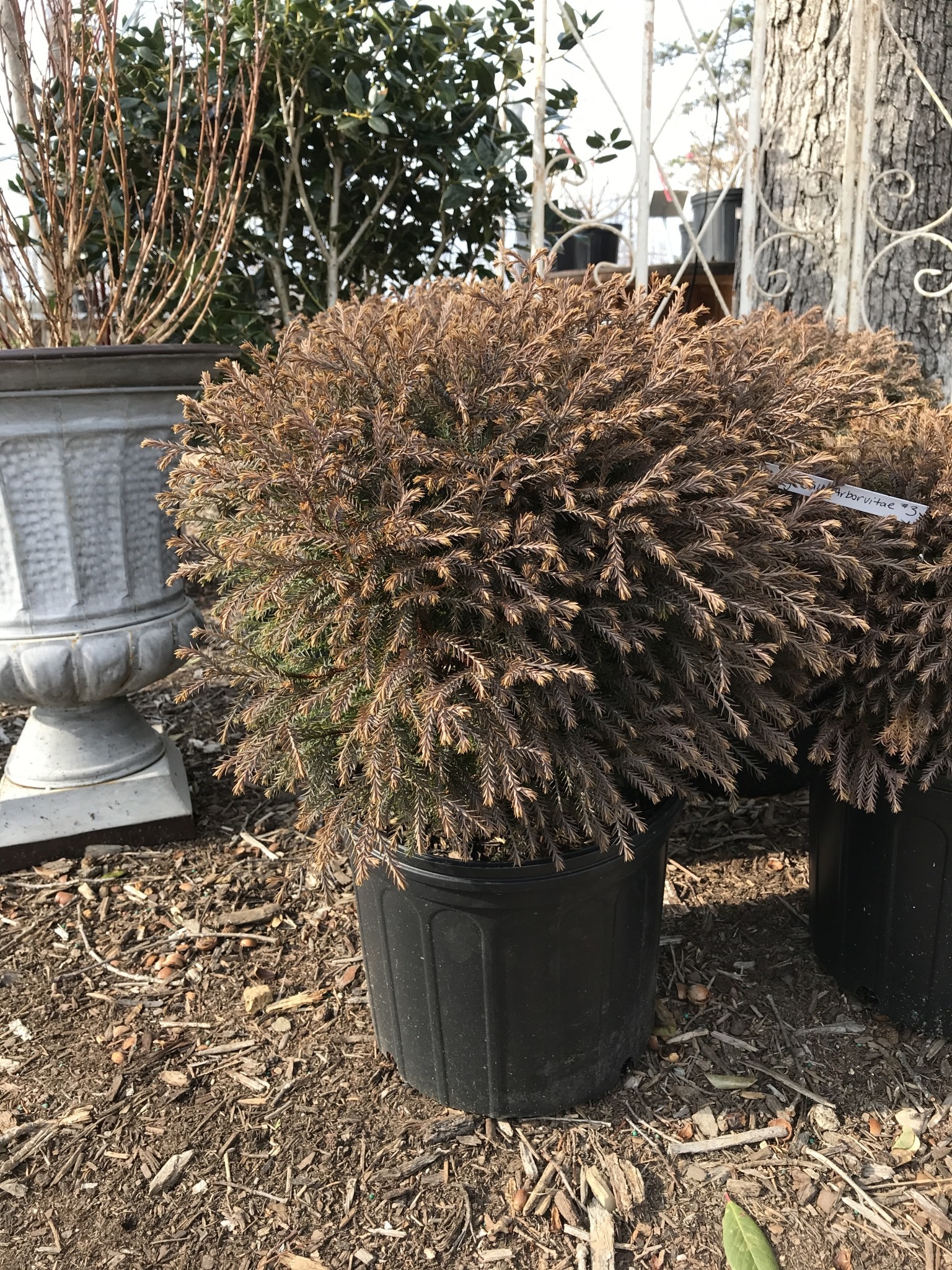 Arborvitae, Thuja occidentalis 'Bobozam' Mr. Bowling Ball® 3G