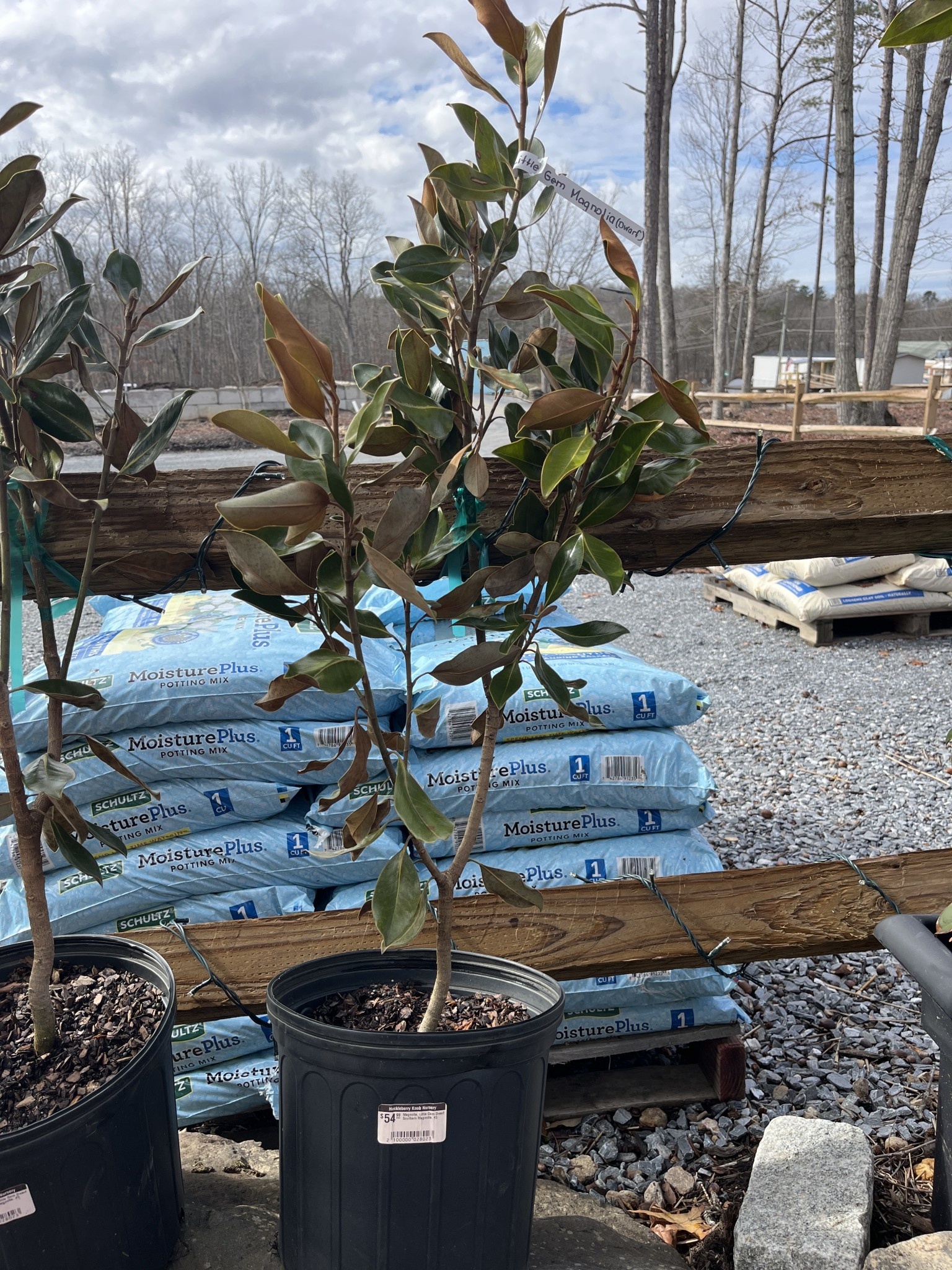 Magnolia, Magnolia Grandiflora 'Little Gem' 3G