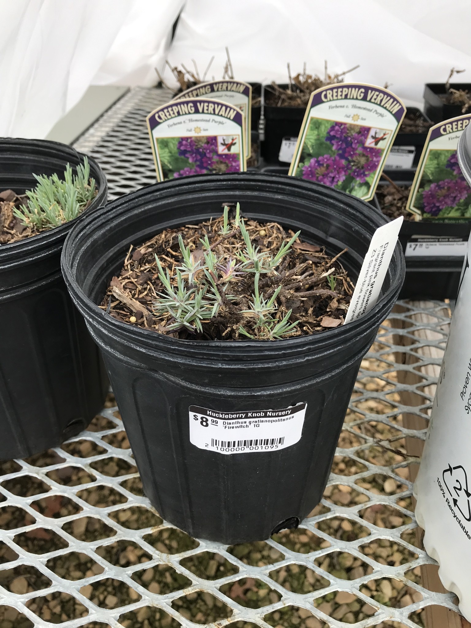 Dianthus gratianopolitanus 'Firewitch' 1G