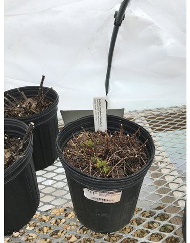 Aruncus aethusifolius 'Noble Spirits', Dwarf Goats Beard, 1G