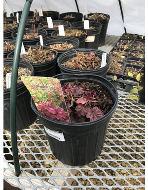 Heuchera Coral Bells 'Berry Smoothie' 4 qt
