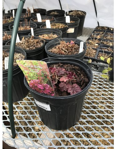 Heuchera Coral Bells 'Berry Smoothie' 4 qt