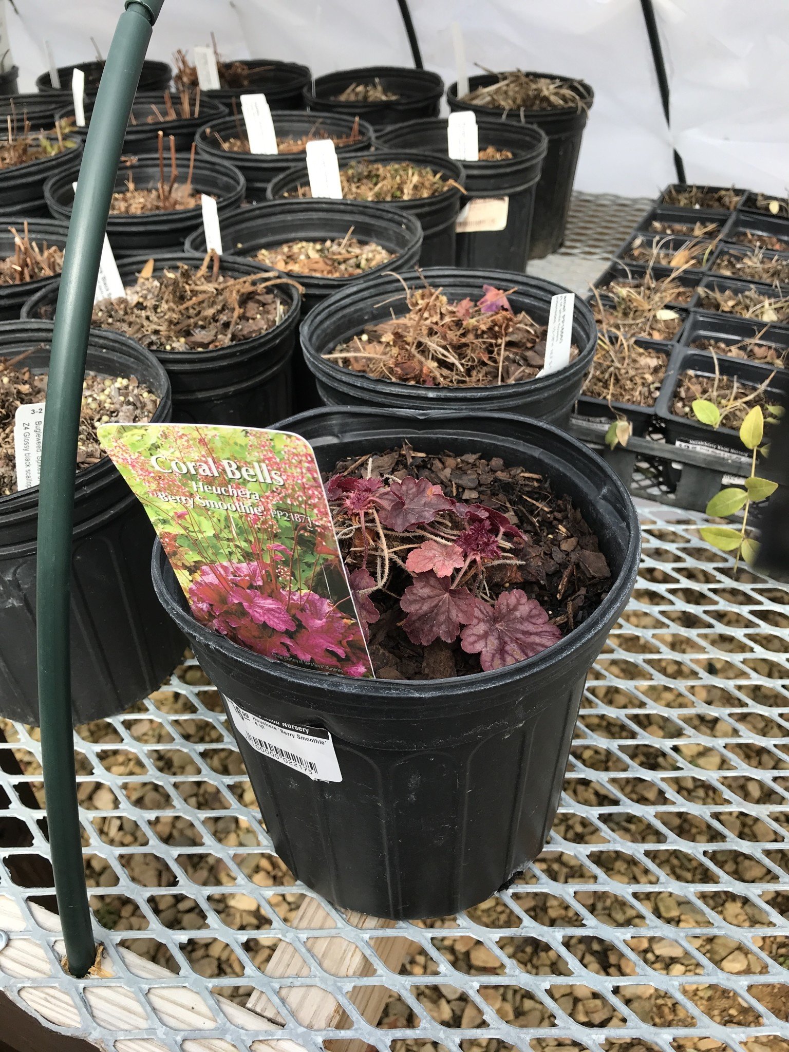 Heuchera Coral Bells 'Berry Smoothie' 4 qt
