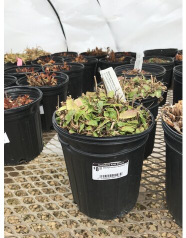 Betony, Stachys monieri 'Hummelo' 1G