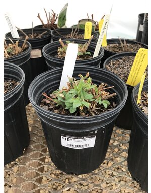 Carolina Lupine, Thermopsis caroliniana 'Carolina Lupine' 1G