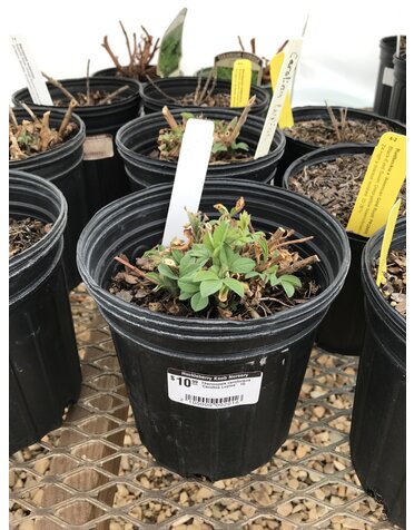 Carolina Lupine, Thermopsis caroliniana 'Carolina Lupine' 1G