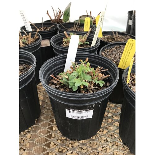 Carolina Lupine, Thermopsis caroliniana 'Carolina Lupine' 1G