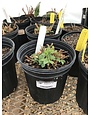 Carolina Lupine, Thermopsis caroliniana 'Carolina Lupine' 1G