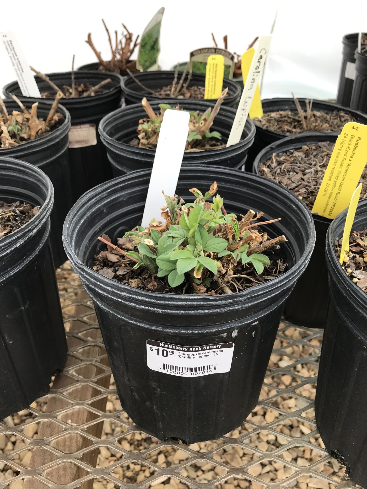 Carolina Lupine, Thermopsis caroliniana 'Carolina Lupine' 1G