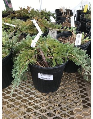 Juniper, Juniperus horizontalis 'Wiltonii' Blue Rug 1G