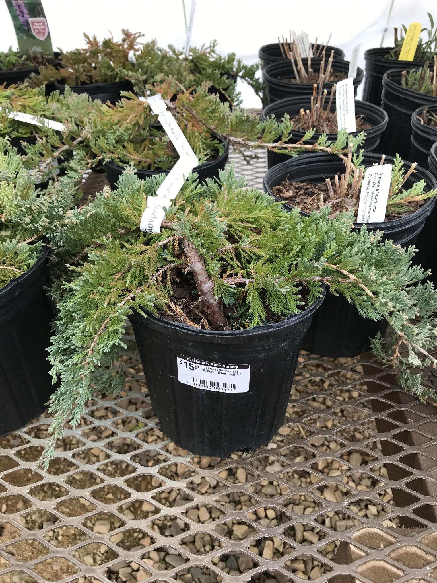 Juniperus horizontalis 'Wiltonii' (Blue Rug) 1G