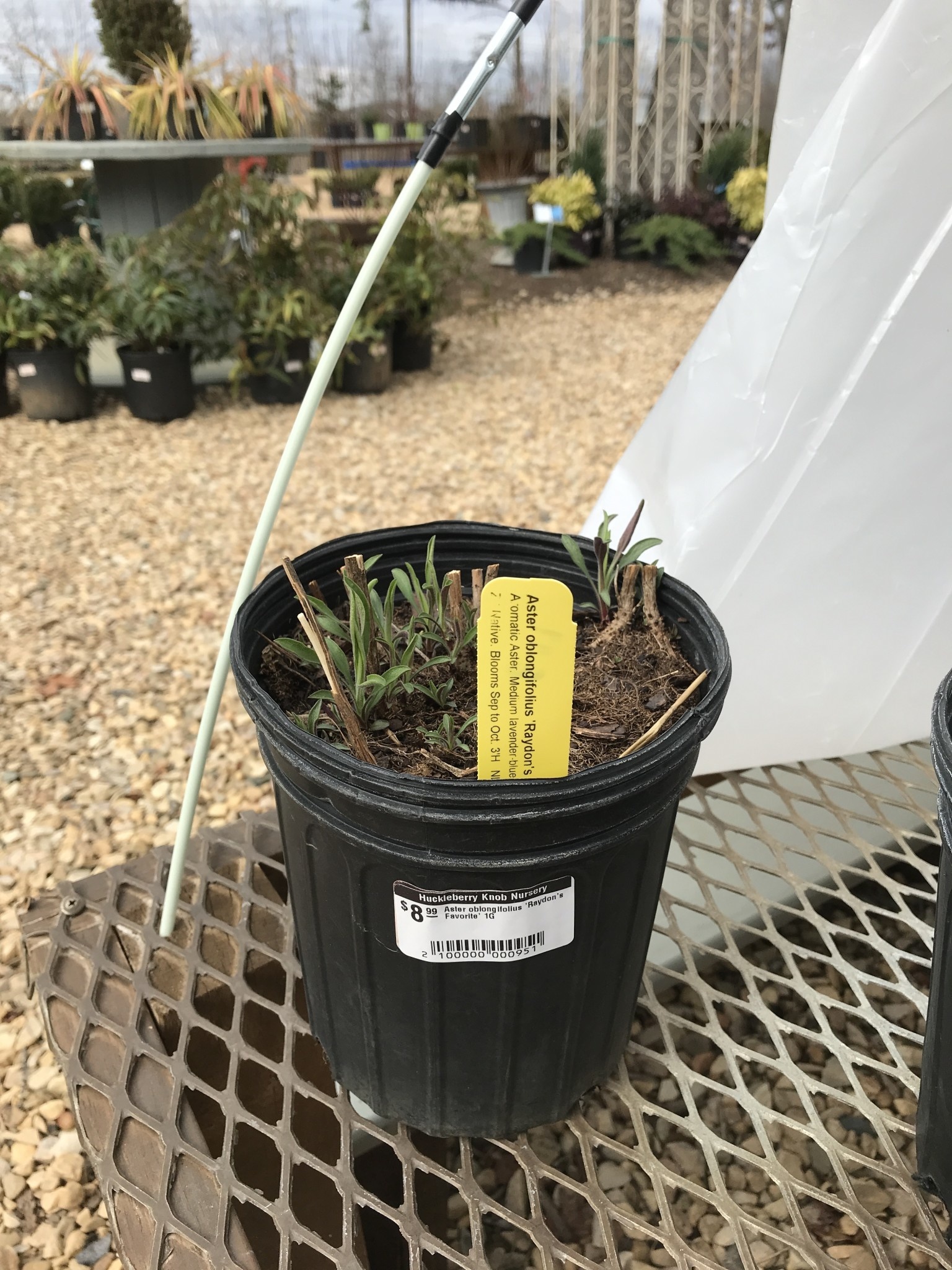 Aster, Symphyotrichum oblongifolium 'Raydon's Favorite' 1G NATIVE