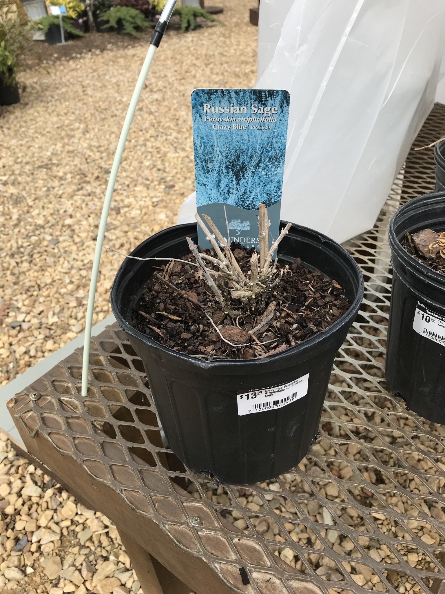 Crazy Blue Perovskia Atriplicifolia 4Q, Russian Sage