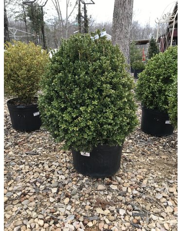 Boxwood, Buxus 'Green Mountain' 21-24"