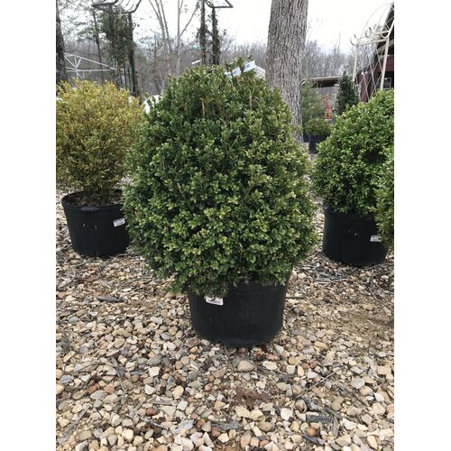 Boxwood, Buxus 'Green Mountain' 21-24"