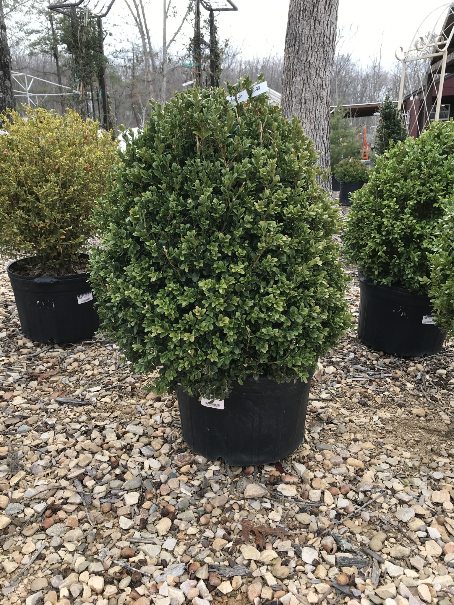 Boxwood, Buxus 'Green Mountain' 21-24"