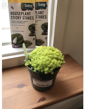 Succulent, Sedum acre 'Gold Moss' Stonecrop 4"