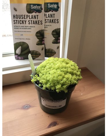 Succulent, Sedum acre 'Gold Moss' Stonecrop 4"