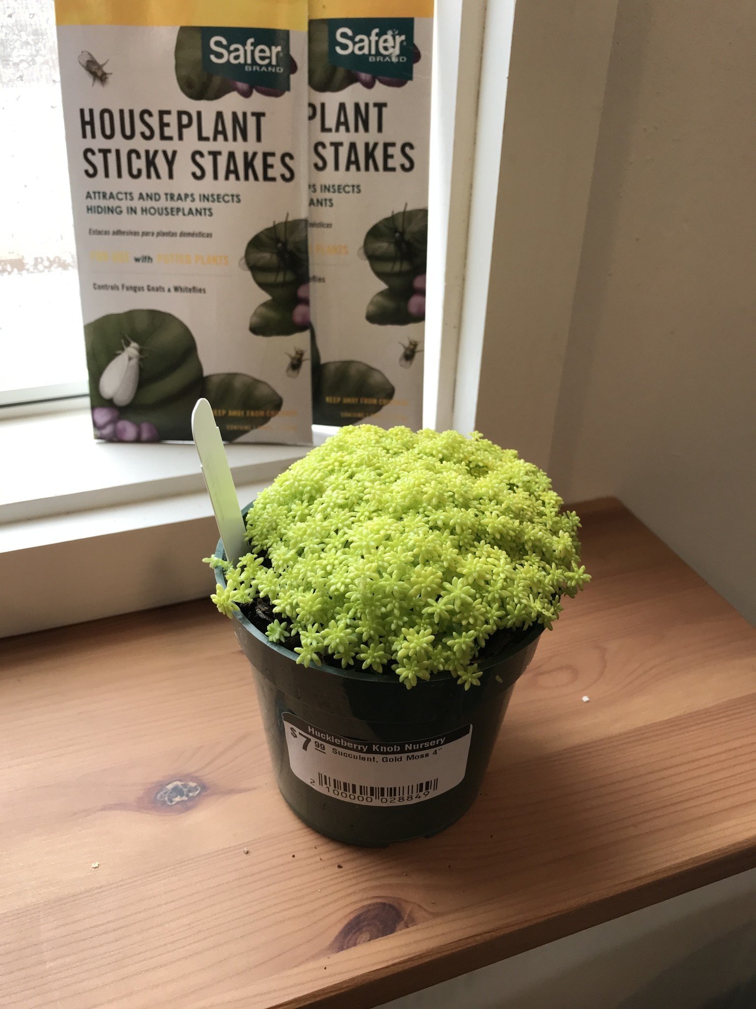 Succulent, Sedum acre 'Gold Moss' Stonecrop 4"