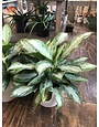 Houseplant, Chinese Evergreen Silver Bay 8"