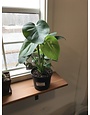 Monstera, Monstera deliciosa 'Swiss Cheese Plant' 6"