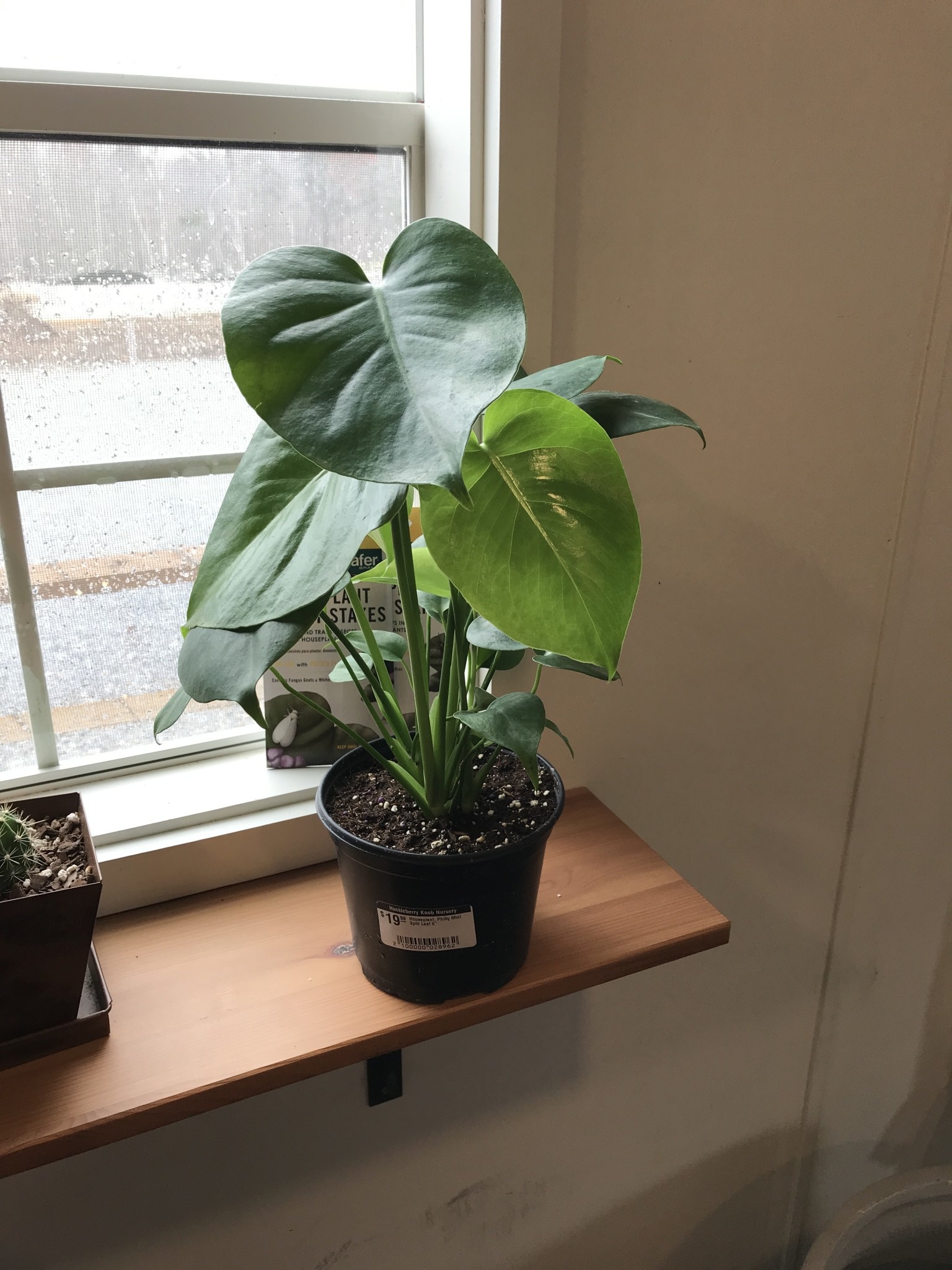 Monstera, Monstera deliciosa 'Swiss Cheese Plant' 6"