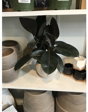 Fig, Ficus elastica 'Burgundy' Rubber Plant (Houseplant) 6"