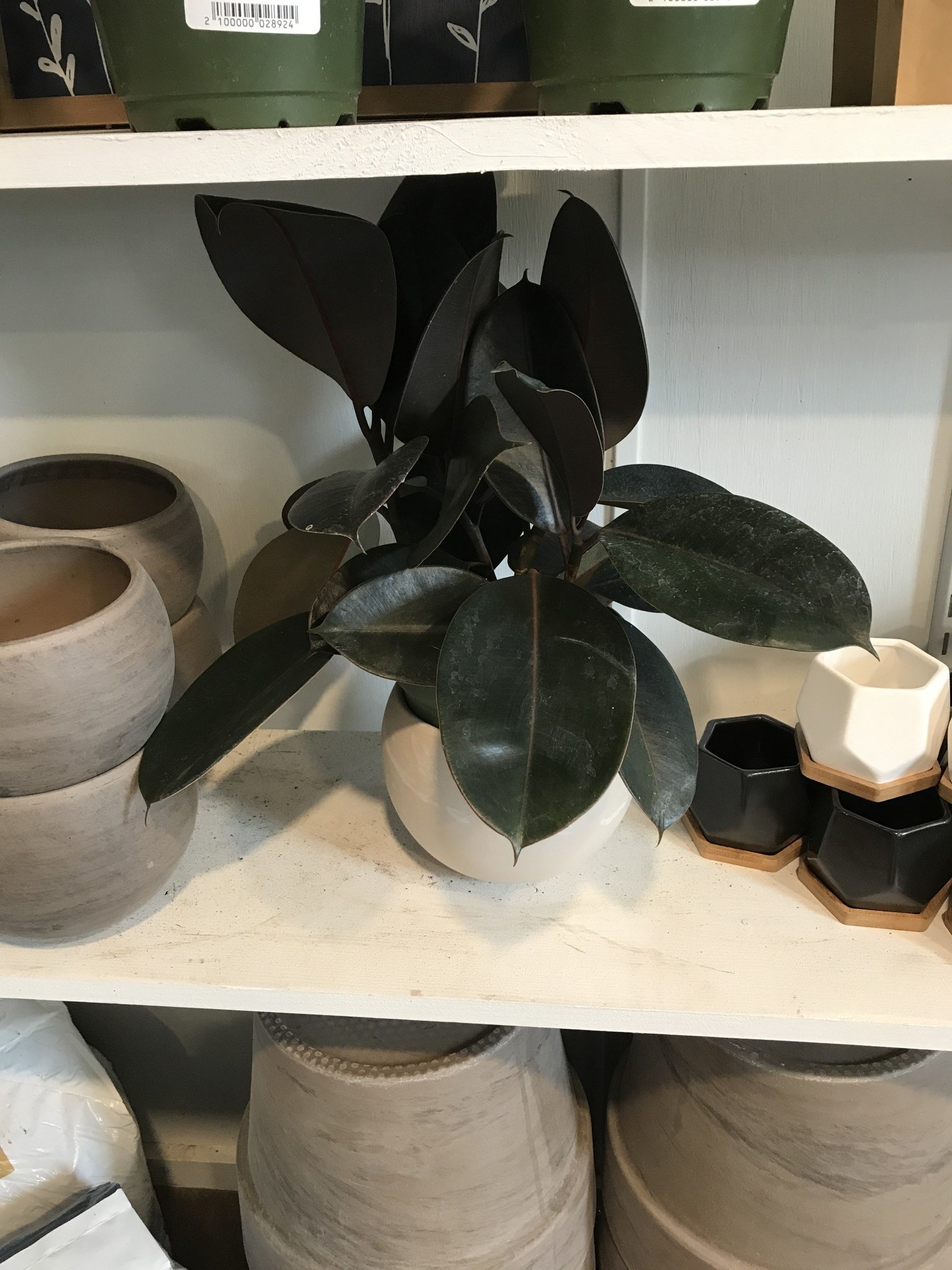 Fig, Ficus elastica 'Burgundy' Rubber Plant (Houseplant) 6"