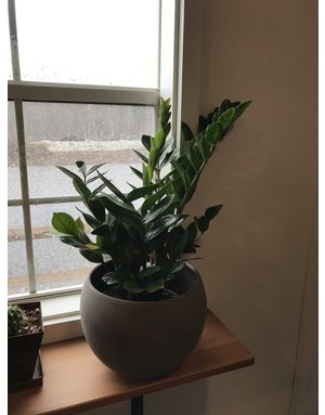 Zamioculcas Zamiifolia  ZZ Plant 6"