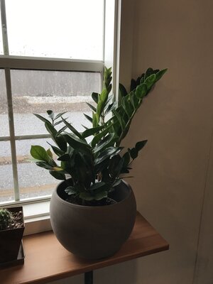 ZZ Plant, Zamioculcas zamiifolia 6"