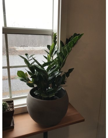 ZZ Plant, Zamioculcas zamiifolia 6"
