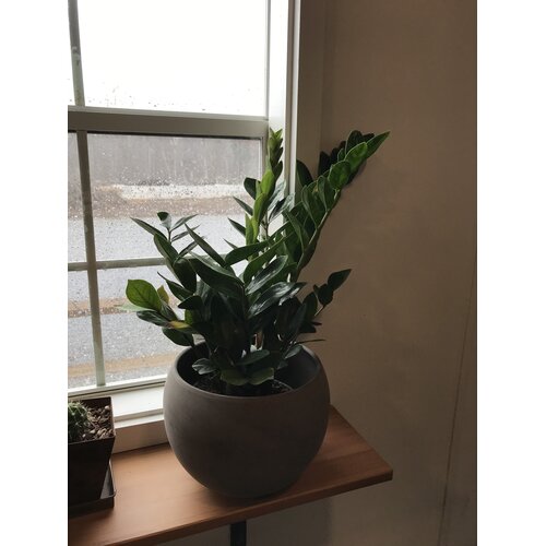 ZZ Plant, Zamioculcas zamiifolia 6"