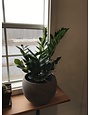 ZZ Plant, Zamioculcas zamiifolia 6"