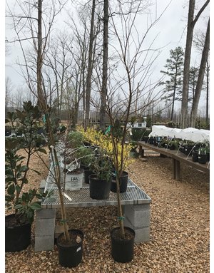 Crape Myrtle, Lagerstroemia 'Acoma' (White) 3G