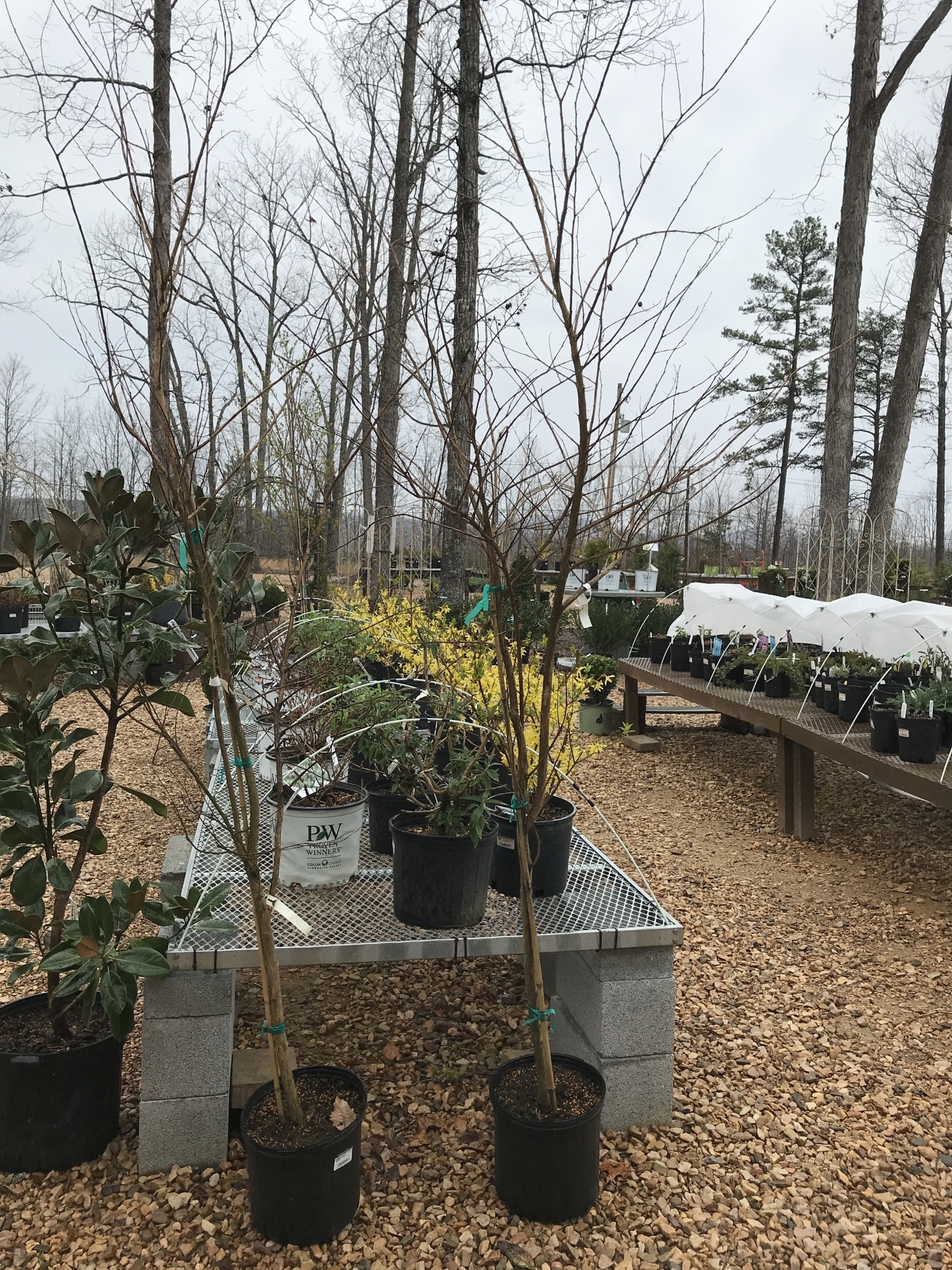 Crape Myrtle, Lagerstroemia 'Acoma' (White) 3G