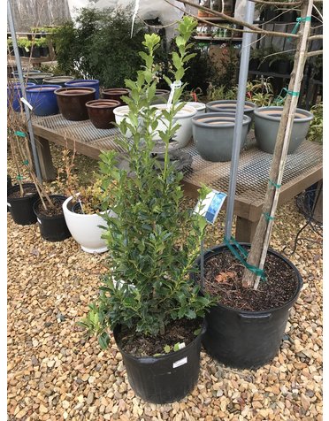 Holly, Ilex x 'Magland' Oaklandâ„¢ 7G