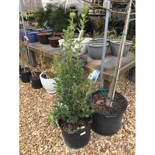 Holly, Ilex x 'Magland' Oaklandâ„¢ 7G