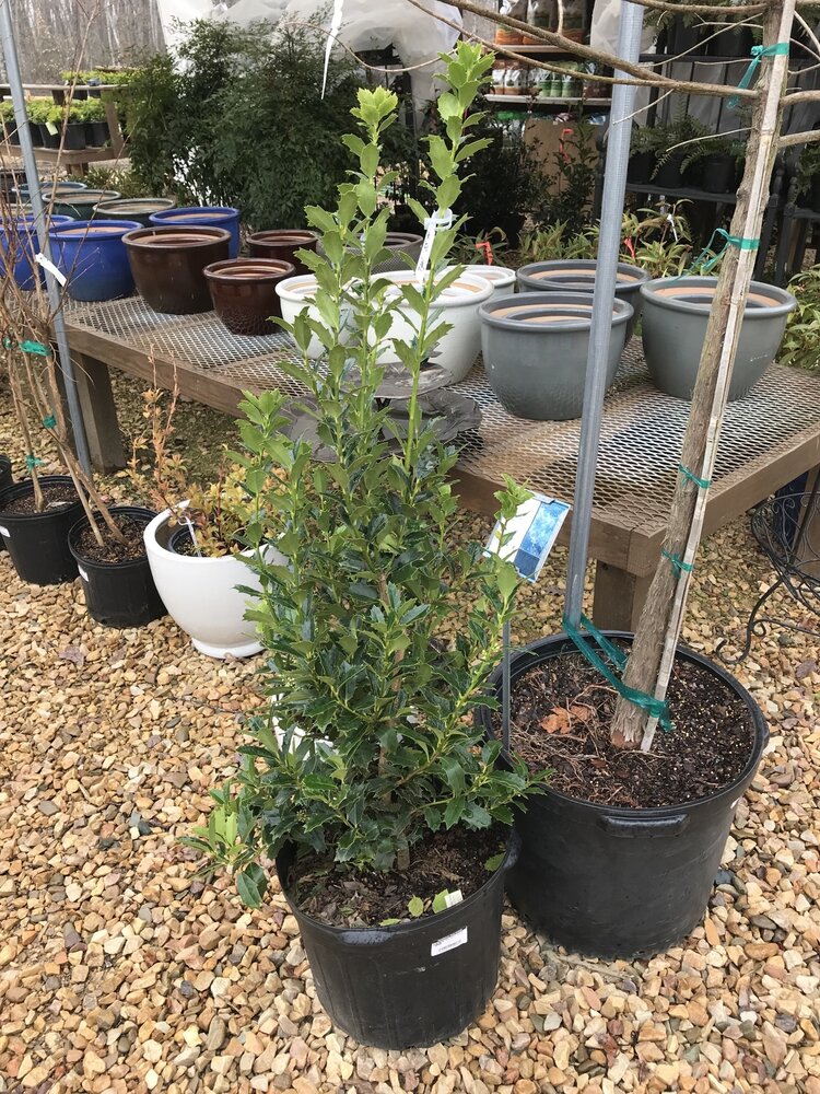 Holly, Ilex x 'Magland' Oakland™ 7G