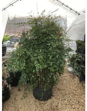 Nandina, Nandina Compacta, 10G
