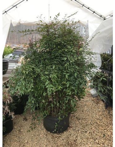 Nandina, Nandina domestica 'Compacta' 10G