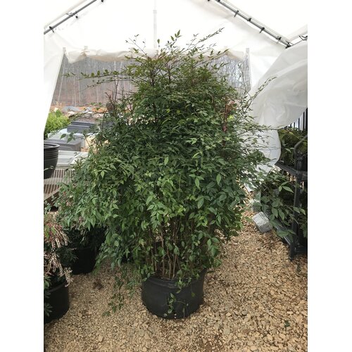 Nandina, Nandina domestica 'Compacta' 10G