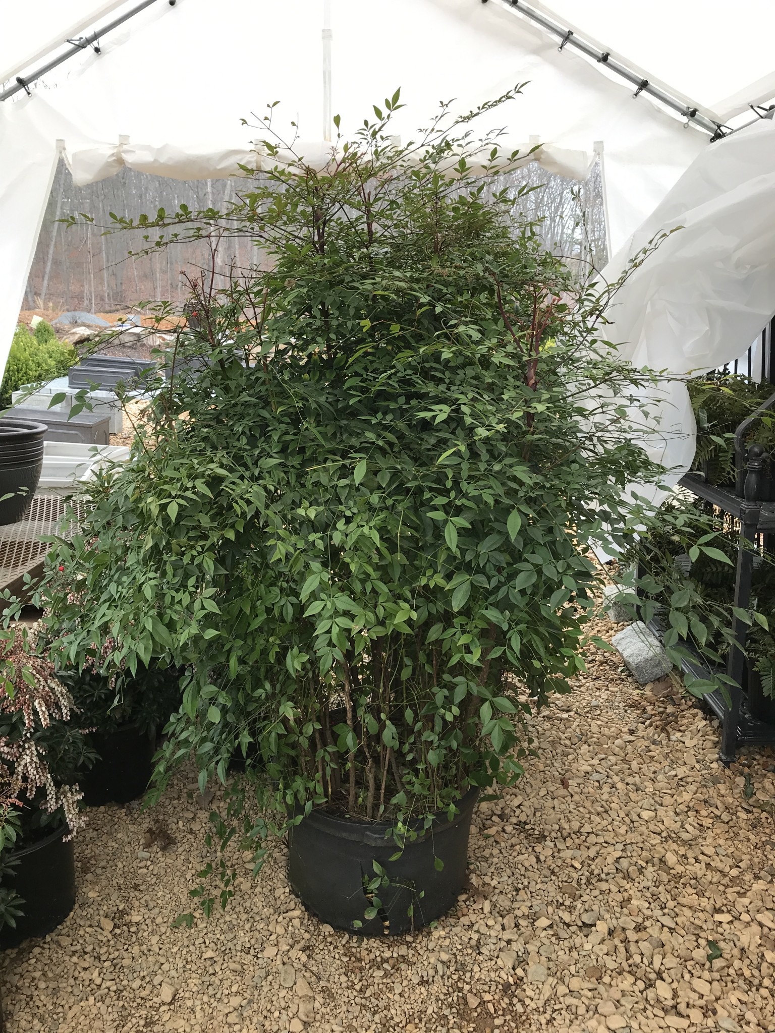 Nandina, Nandina domestica 'Compacta' 10G