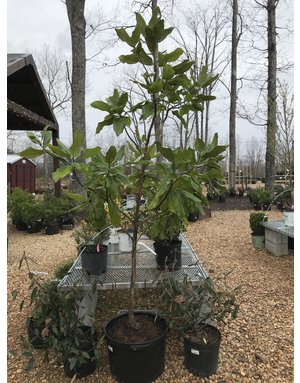 Magnolia, Southern Magnolia 25G