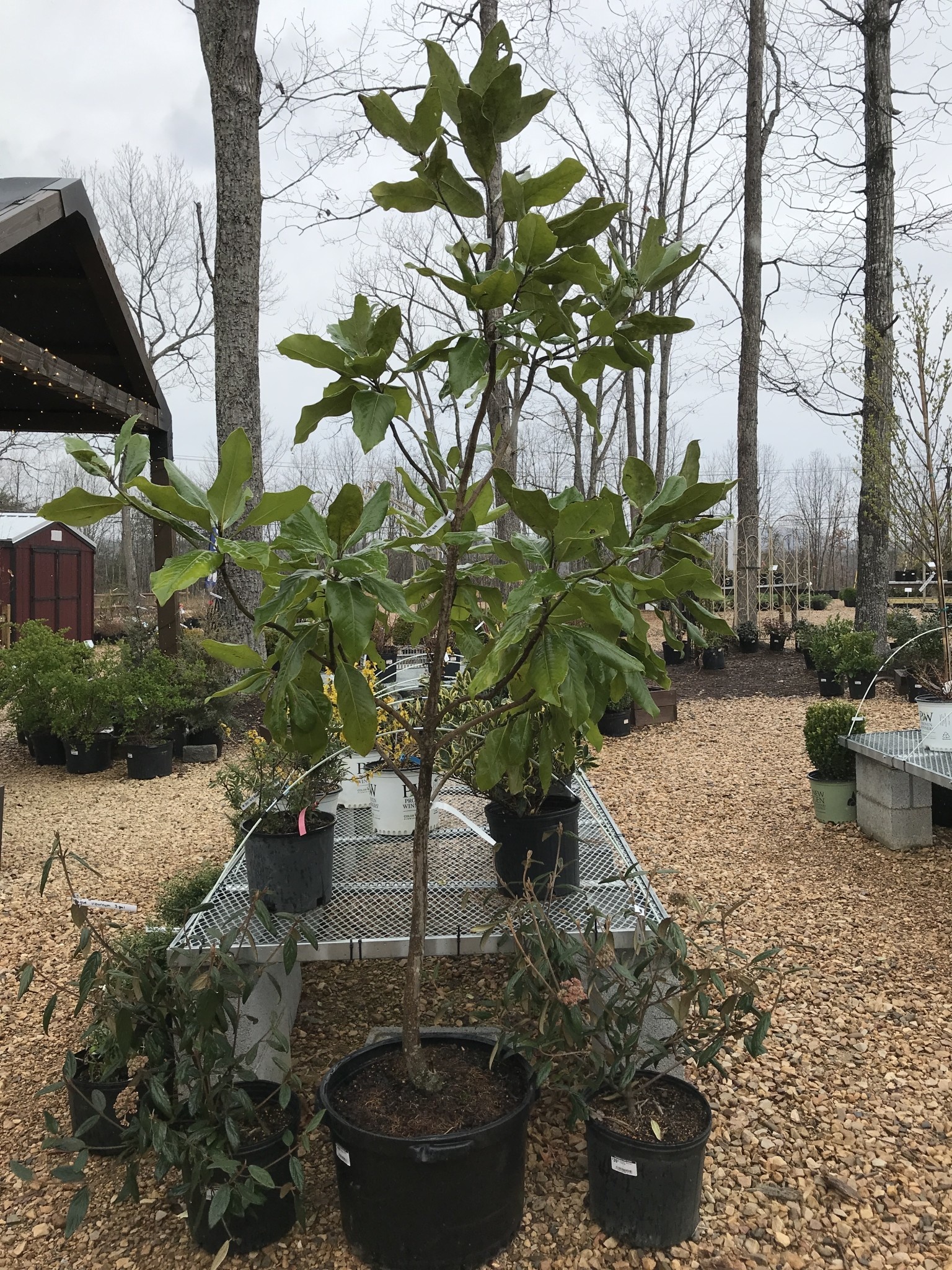 Magnolia, Southern Magnolia 25G