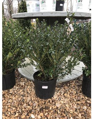 Holly, Bennett's Comacta Holly 3G